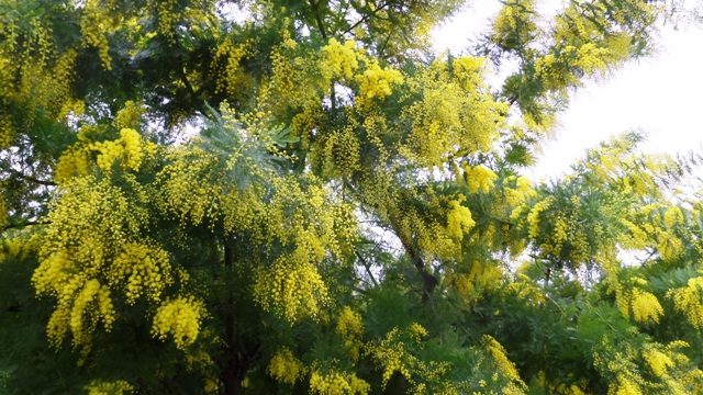 Mimosa in the garden almost fully out!