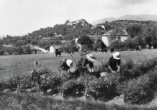Early postcard view of flower pickers at Opio for the perfume industry