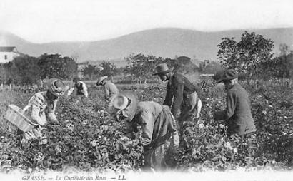 Picking rose flowers near Grasse for the perfume industry