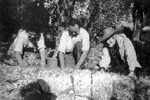 Collecting olives c.1949