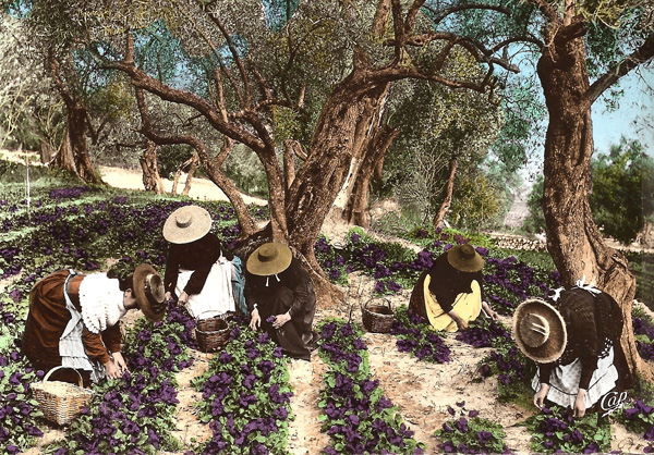 Early postcard view of women picking violets for the perfume industry  near Opio village